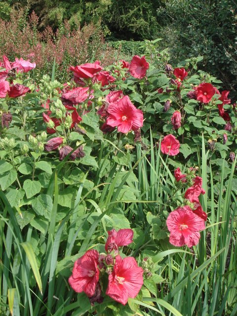 Hibiscus moscheutos